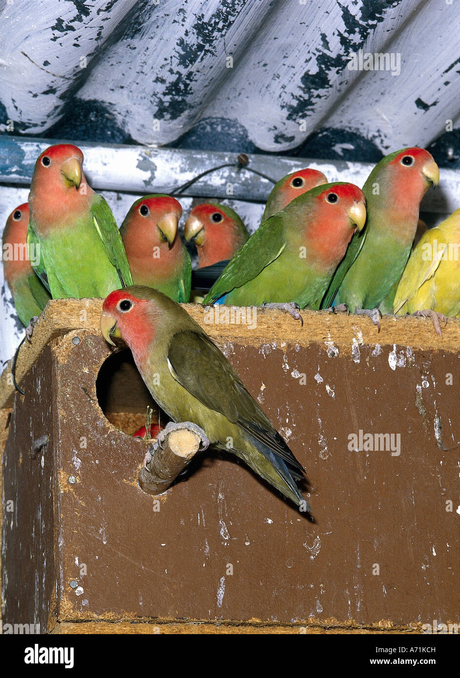 Lilians Lovebird Hi res Stock Photography And Images Alamy lilians-lovebird-hi-res-stock-photography-and-images-alamy